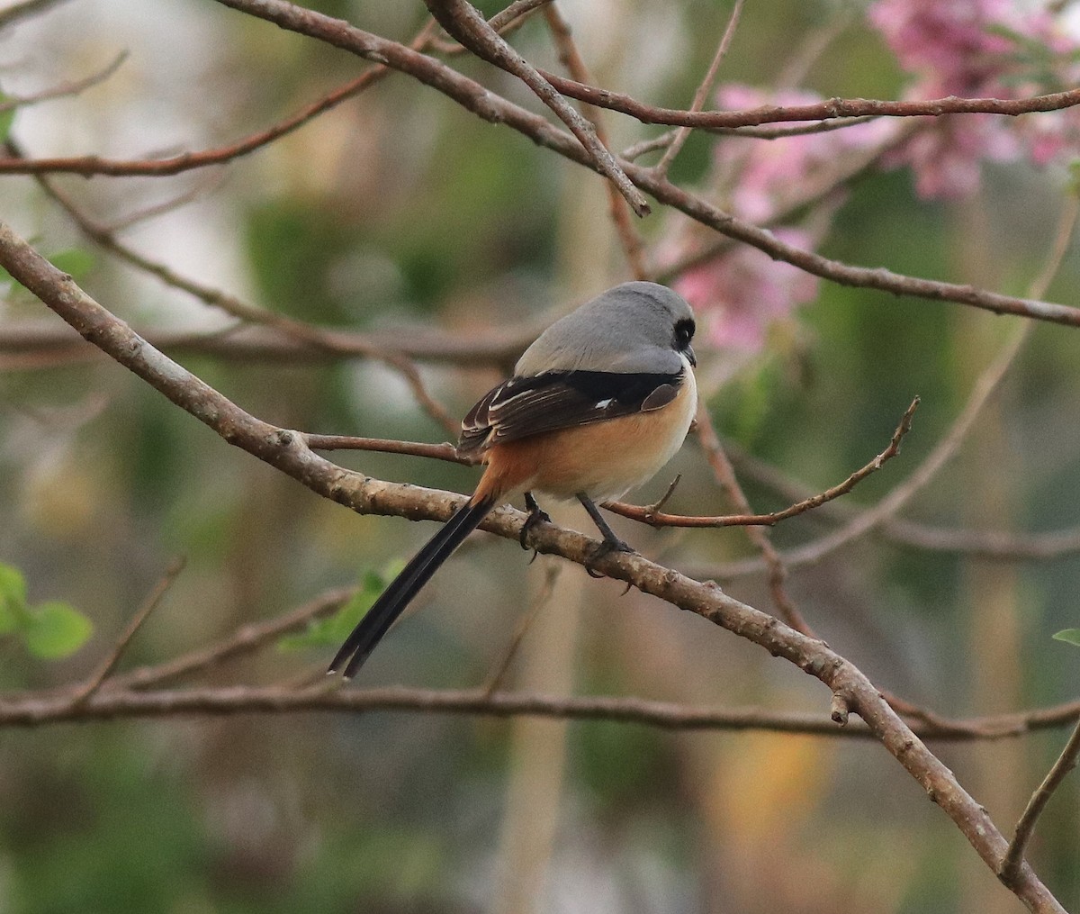 Long-tailed Shrike - ML637529405