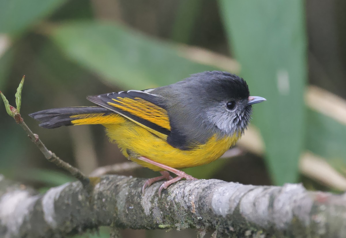 Golden-breasted Fulvetta - ML637529409