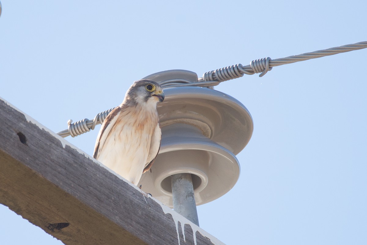 Nankeen Kestrel - ML637529448