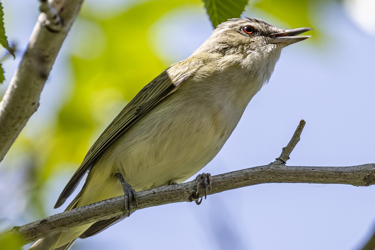 Red-eyed Vireo - ML637529459