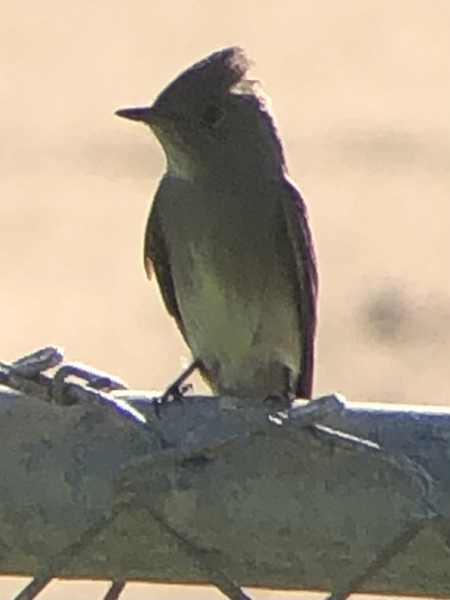 Western Wood-Pewee - ML637529460