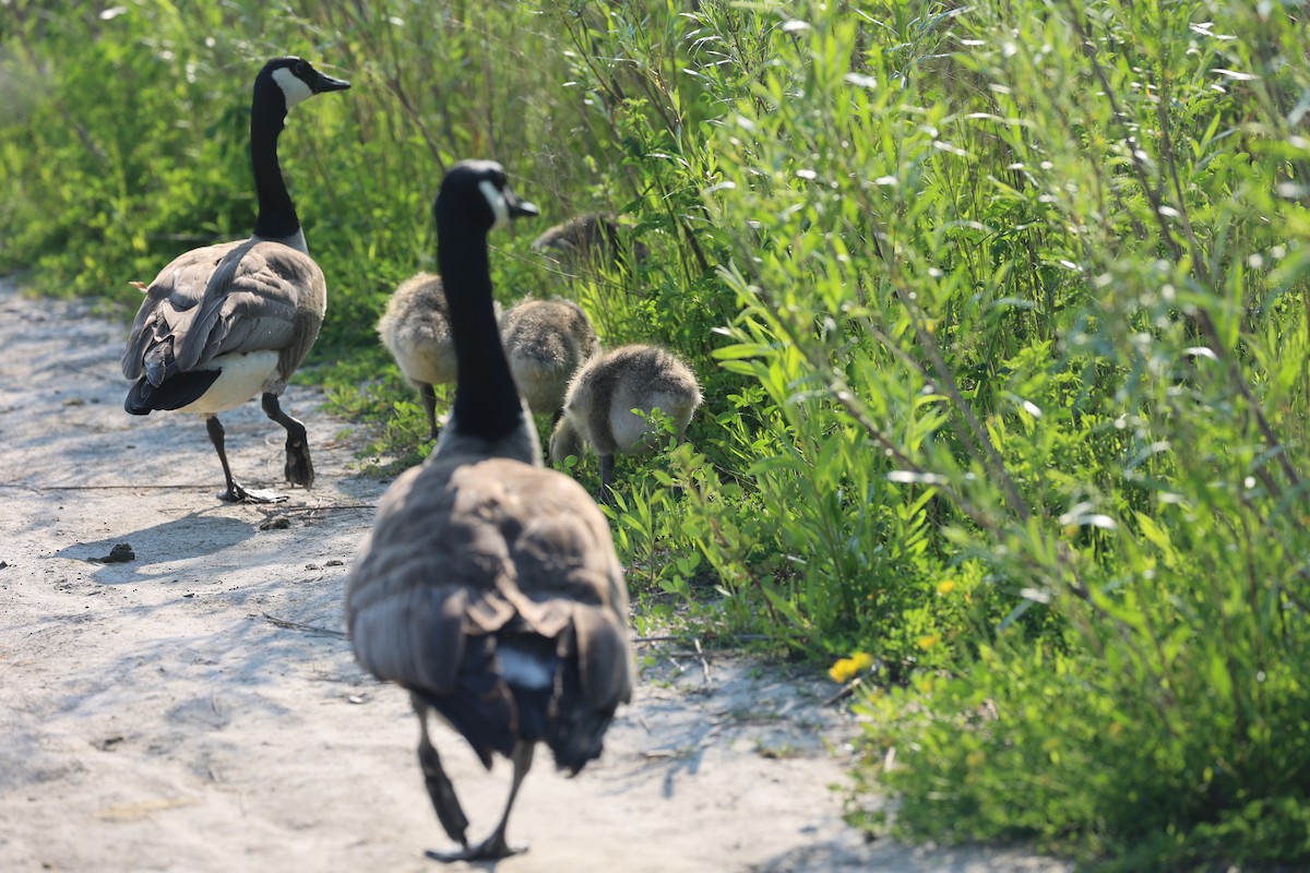 Canada Goose - ML637529464