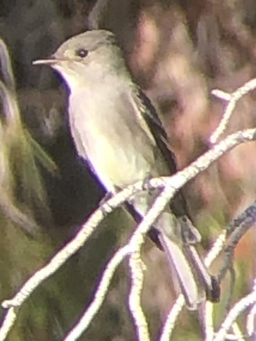 Western Wood-Pewee - ML637529469