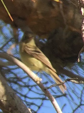 Western Flycatcher - ML637529480