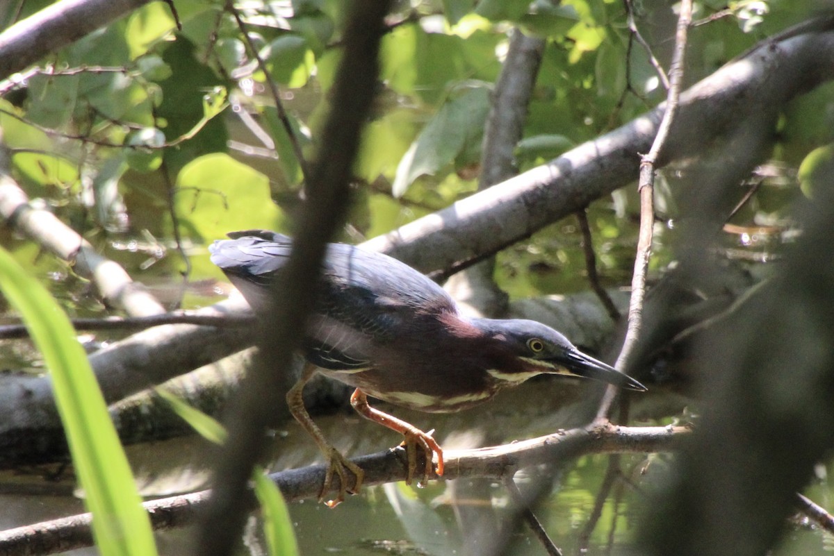 Green Heron - ML637529481