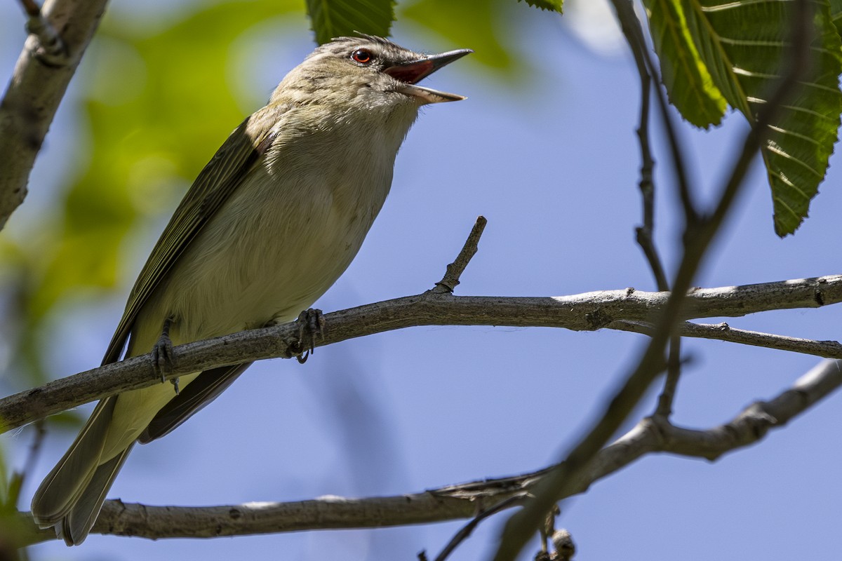 Red-eyed Vireo - ML637529484