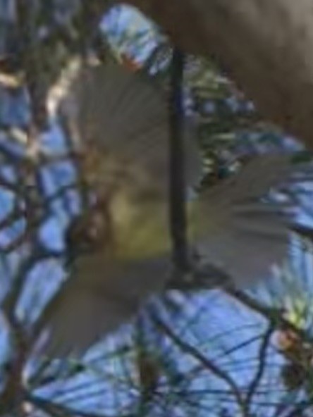 Western Flycatcher - ML637529485
