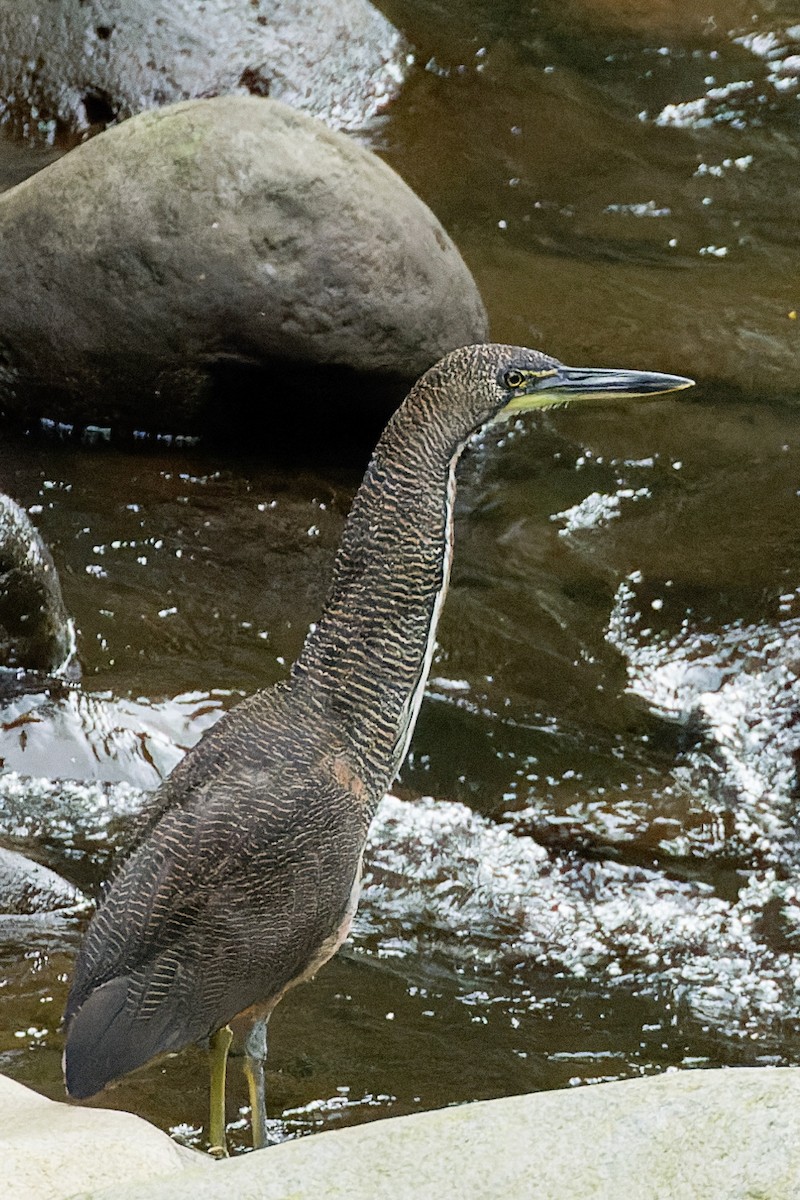 Fasciated Tiger-Heron - ML637529486