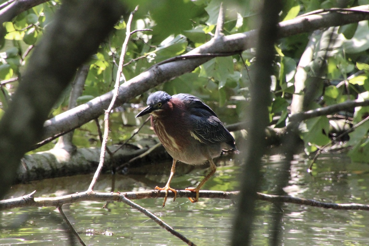 Green Heron - ML637529488