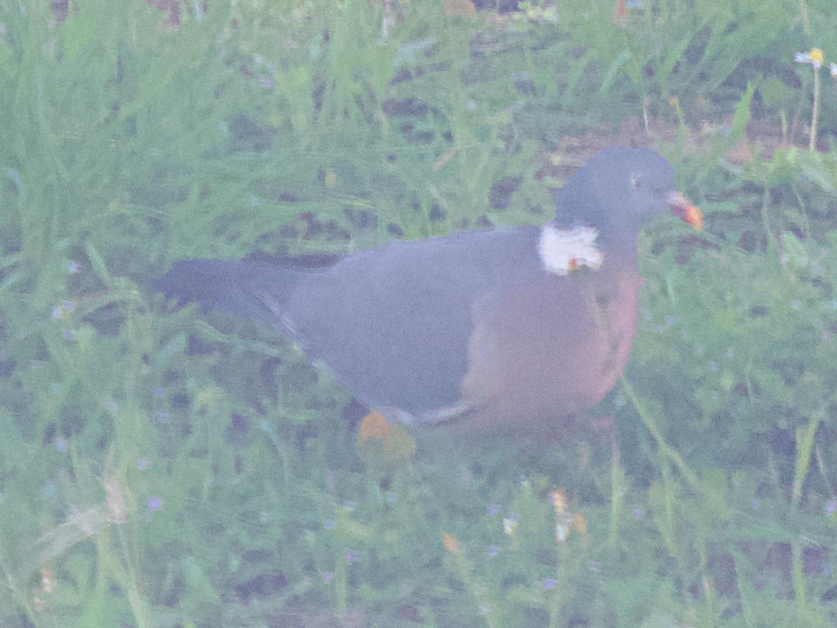 Common Wood-Pigeon - ML637529490