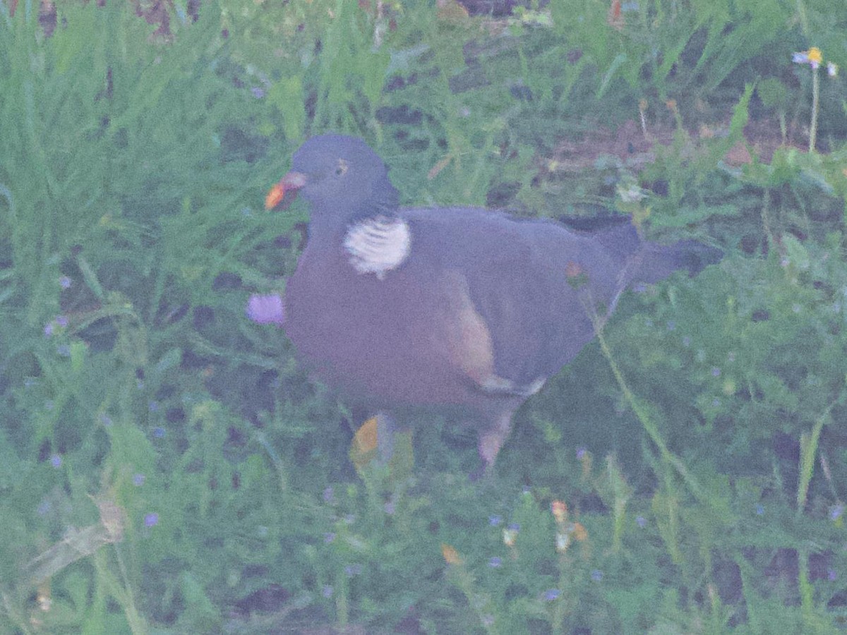 Common Wood-Pigeon - ML637529491