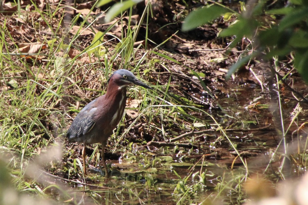 Green Heron - ML637529493