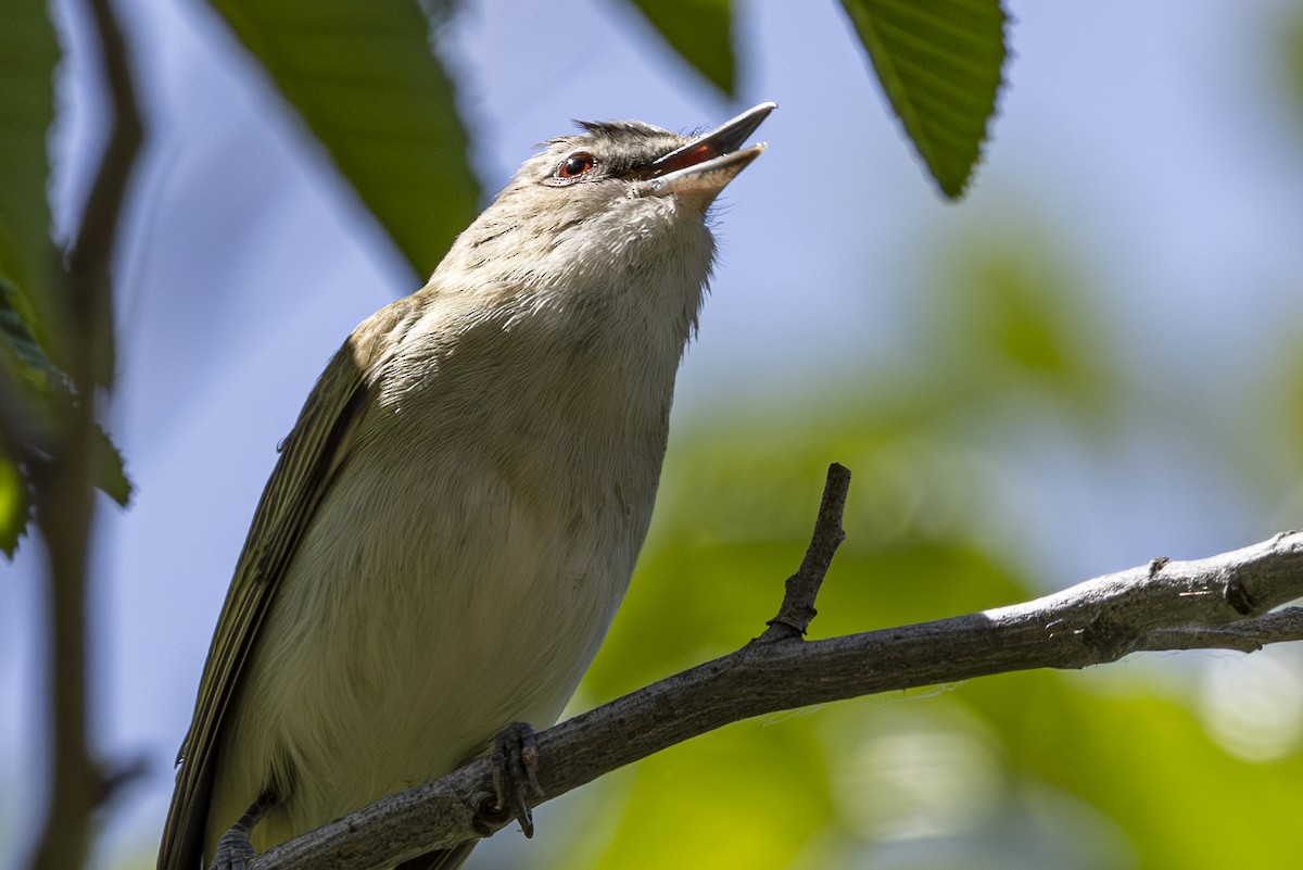 Red-eyed Vireo - ML637529494