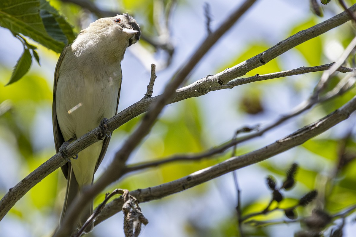 Red-eyed Vireo - ML637529507