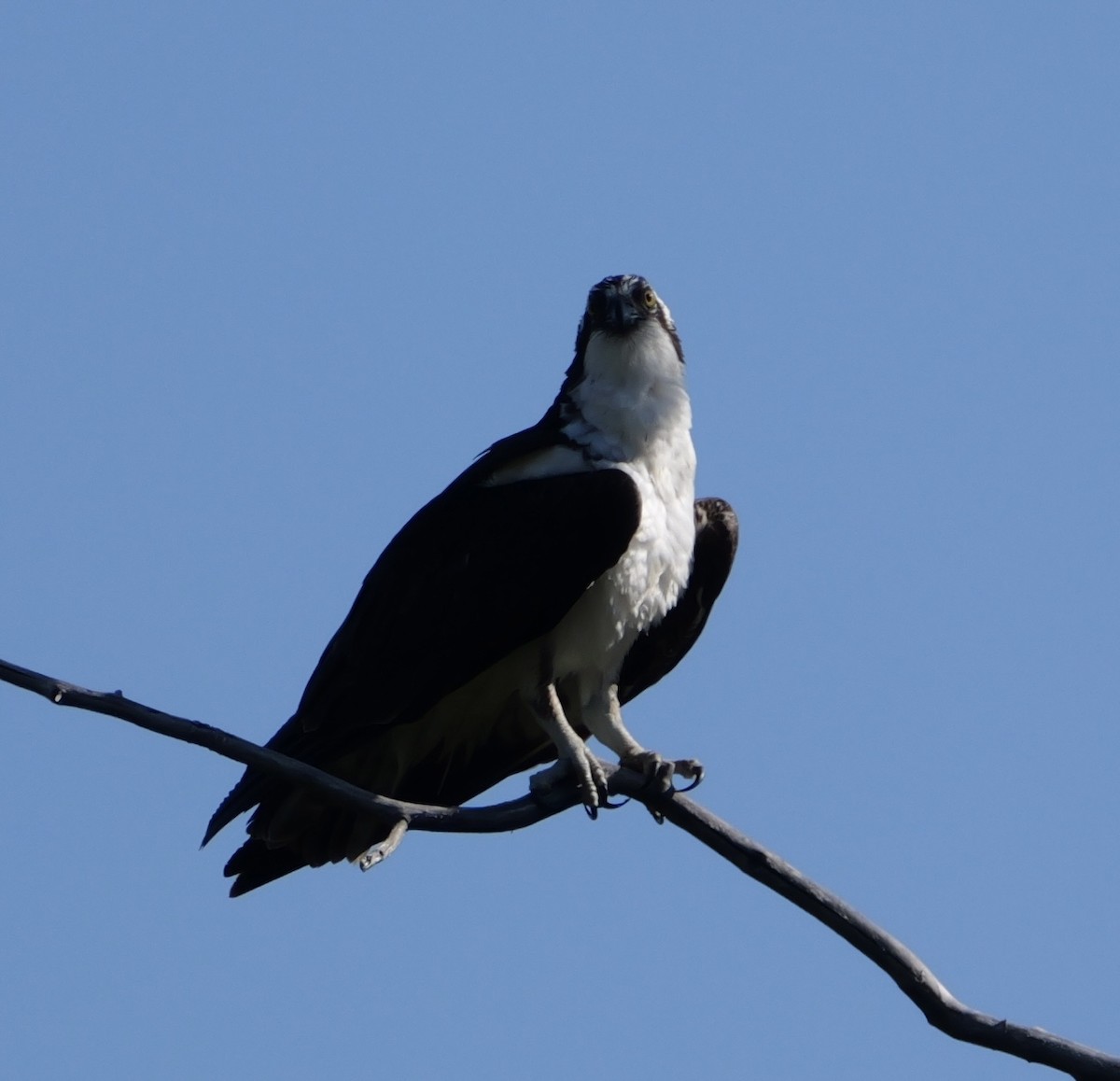 Osprey - ML637529508