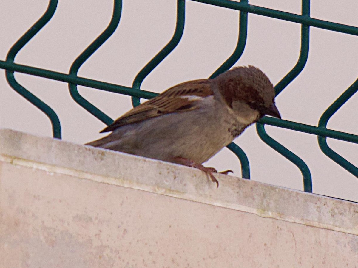 House Sparrow - ML637529509