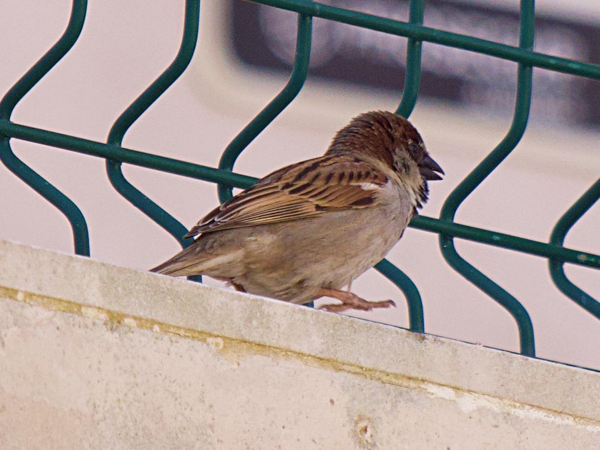 House Sparrow - ML637529510