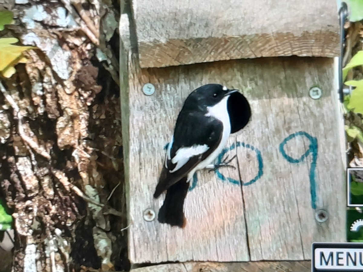 European Pied Flycatcher - ML637529511