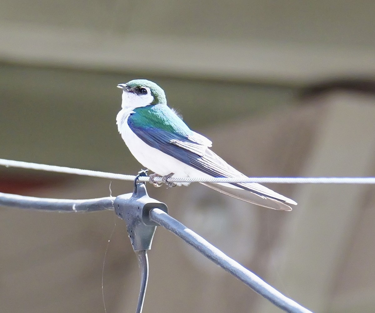 Violet-green Swallow - ML637529512