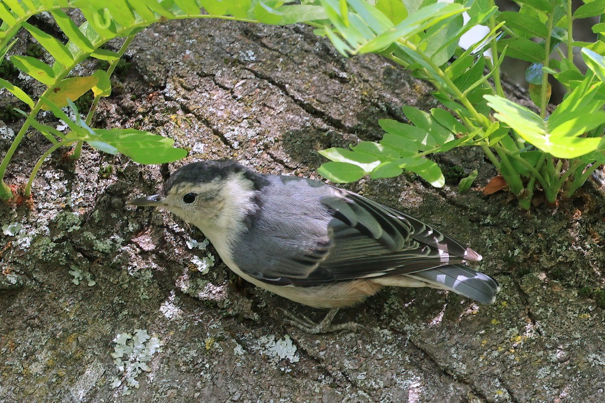White-breasted Nuthatch (Eastern) - ML637529514