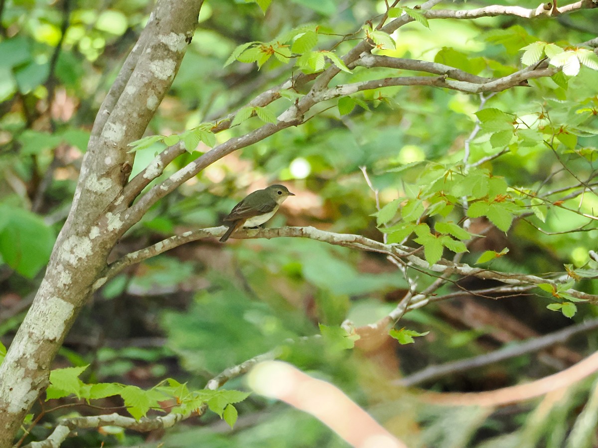 Narcissus Flycatcher - ML637529515