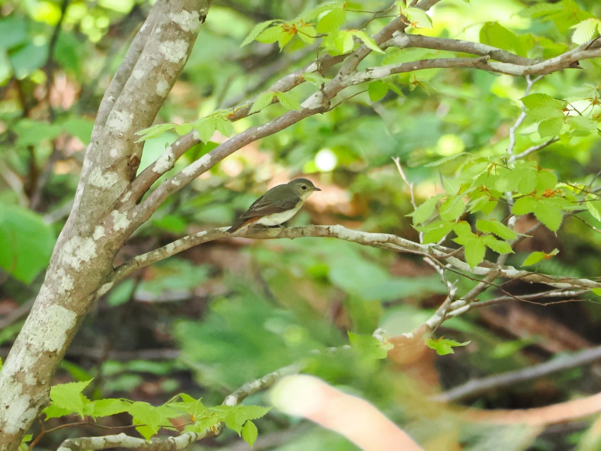 Narcissus Flycatcher - ML637529516