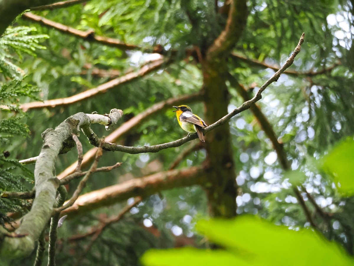 Narcissus Flycatcher - ML637529517