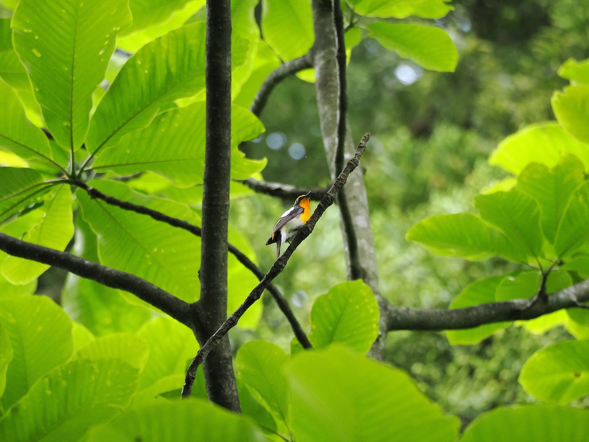 Narcissus Flycatcher - ML637529518