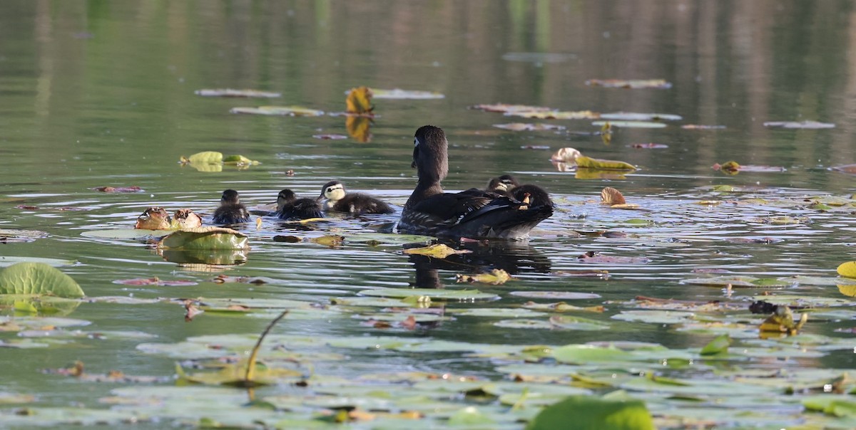 Wood Duck - ML637529520