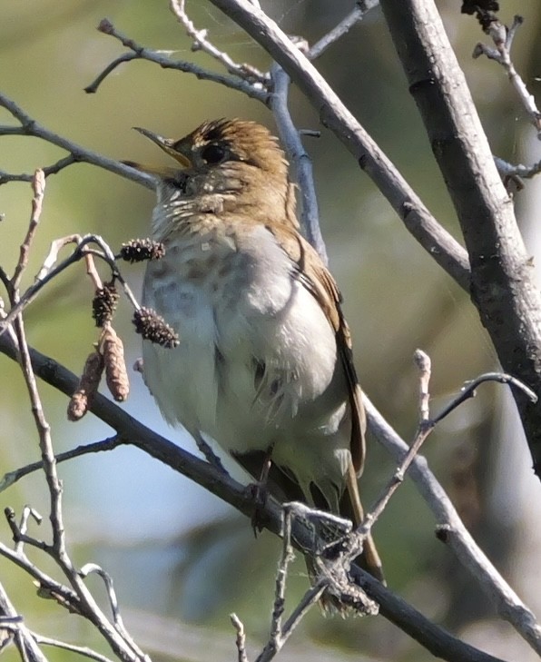 Veery - ML637529521