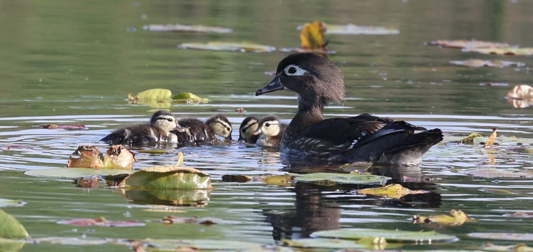 Wood Duck - ML637529522