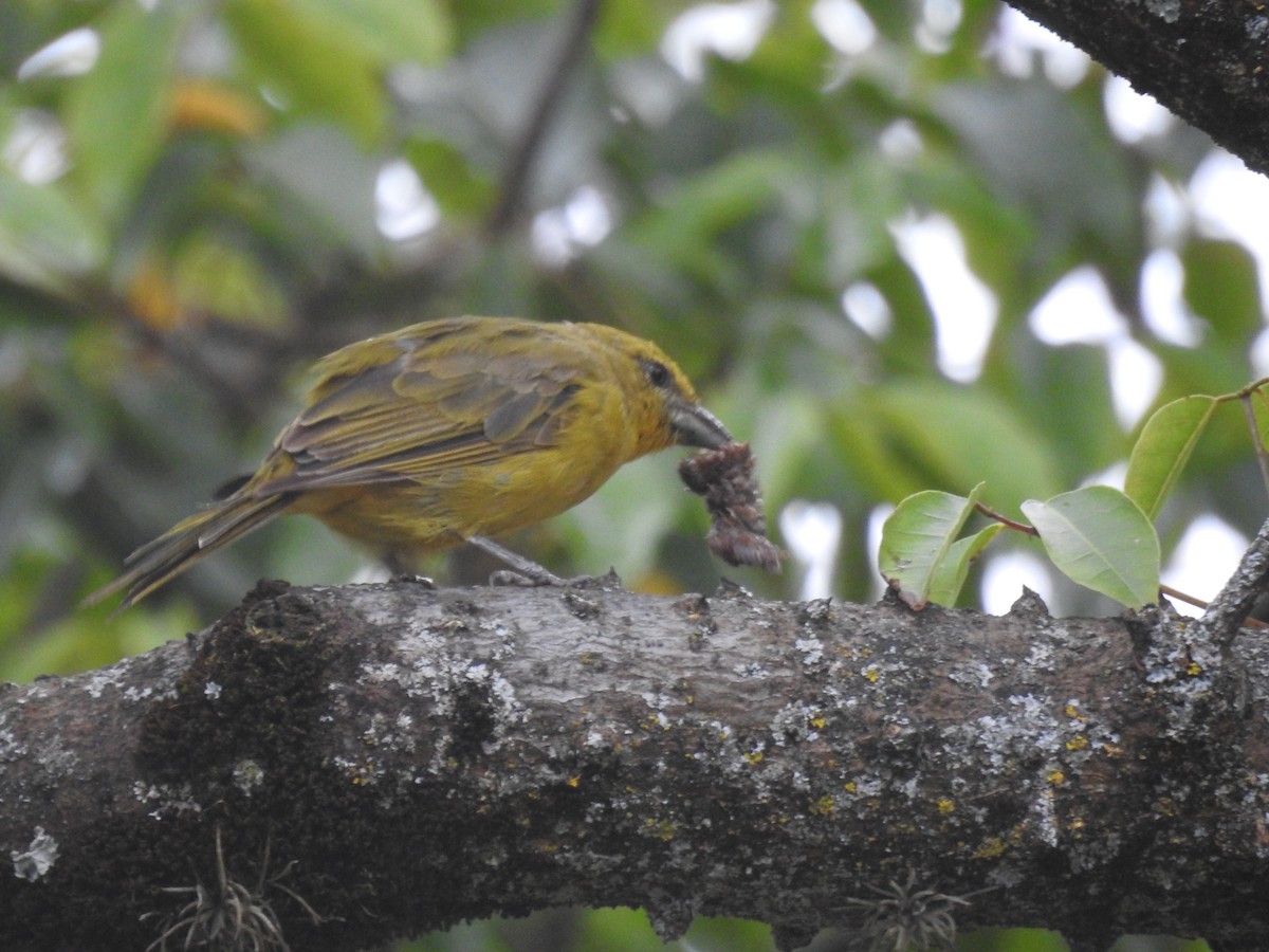 Hepatic Tanager - ML637529523