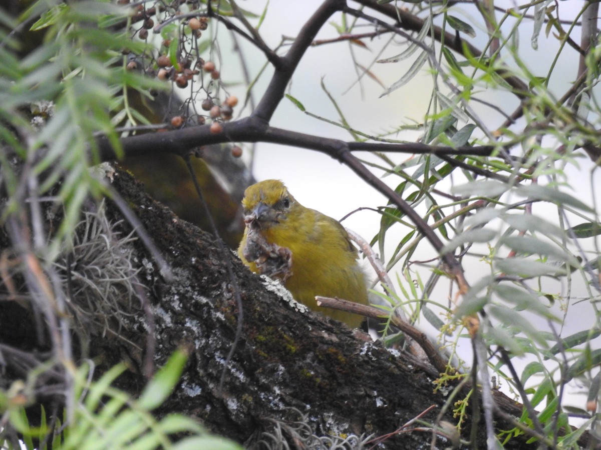 Hepatic Tanager - ML637529524