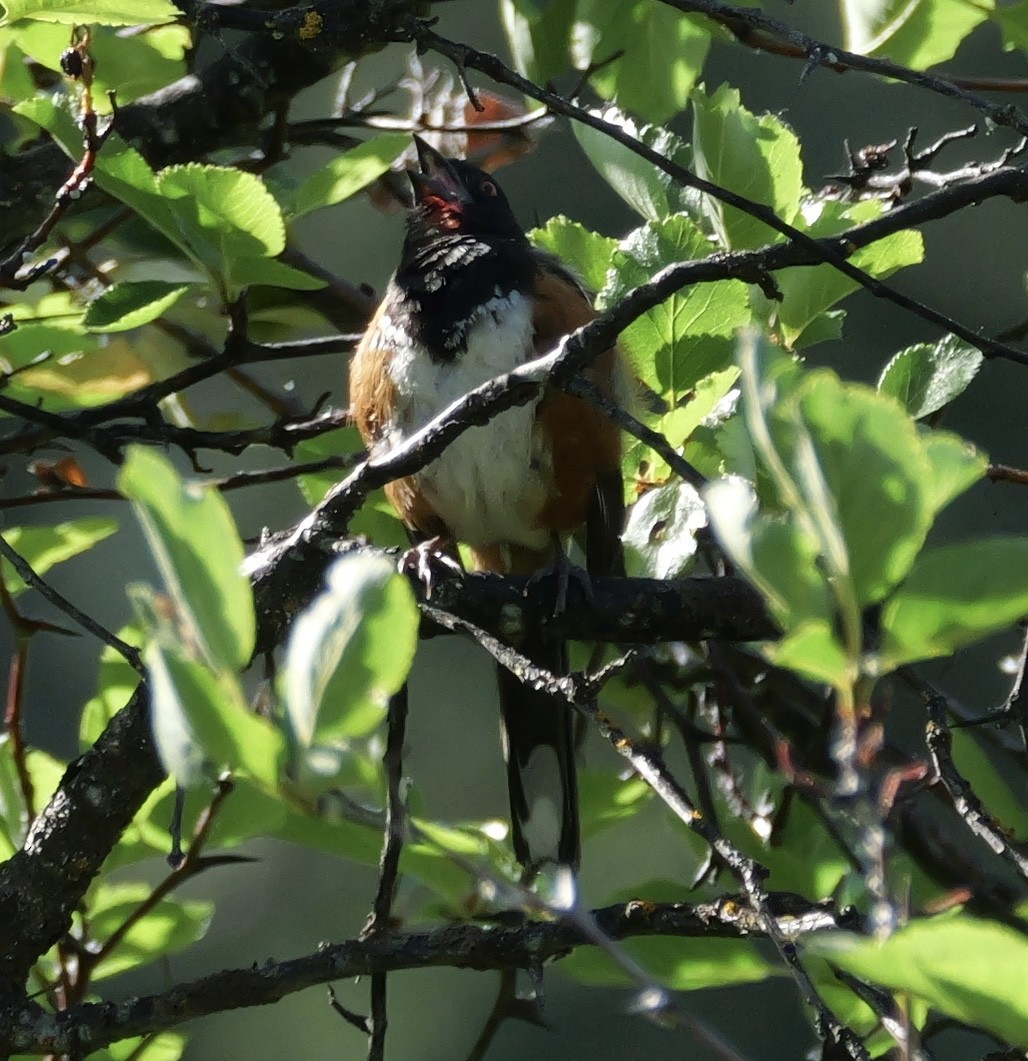 Spotted Towhee - ML637529526