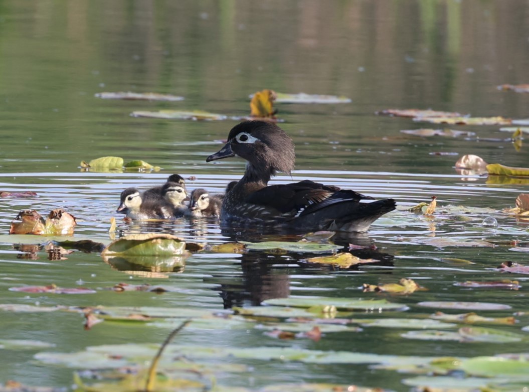 Wood Duck - ML637529527