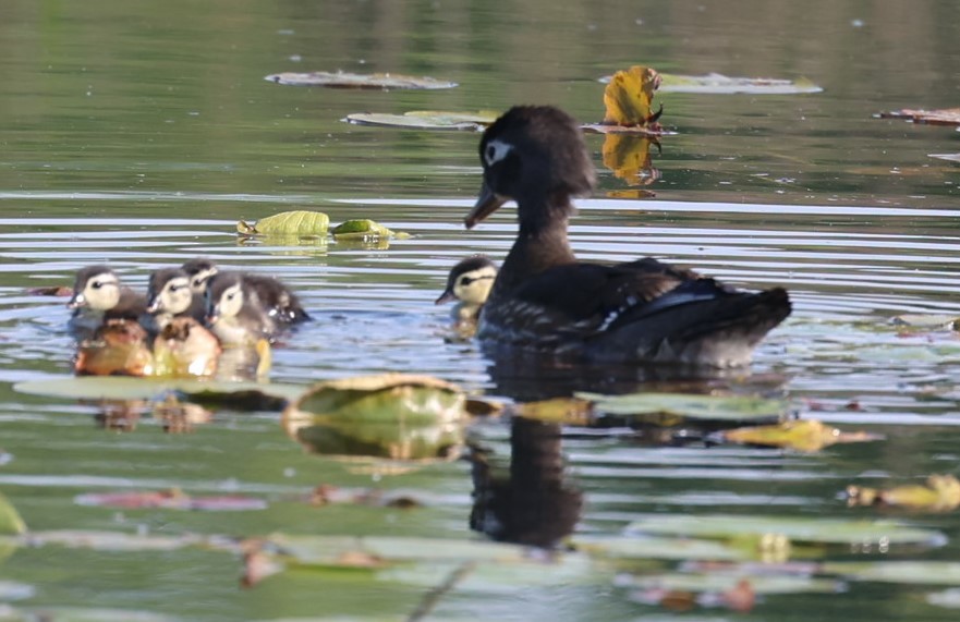 Wood Duck - ML637529528