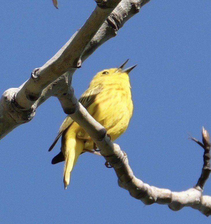 Yellow Warbler - ML637529533