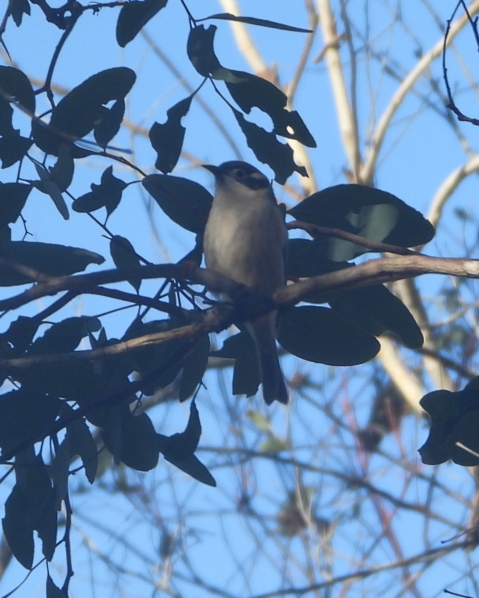 Brown-headed Honeyeater - ML637529535