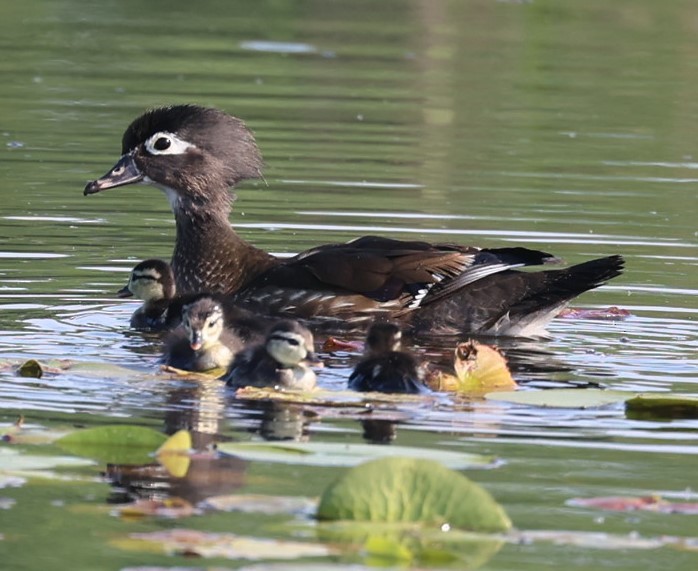 Wood Duck - ML637529540