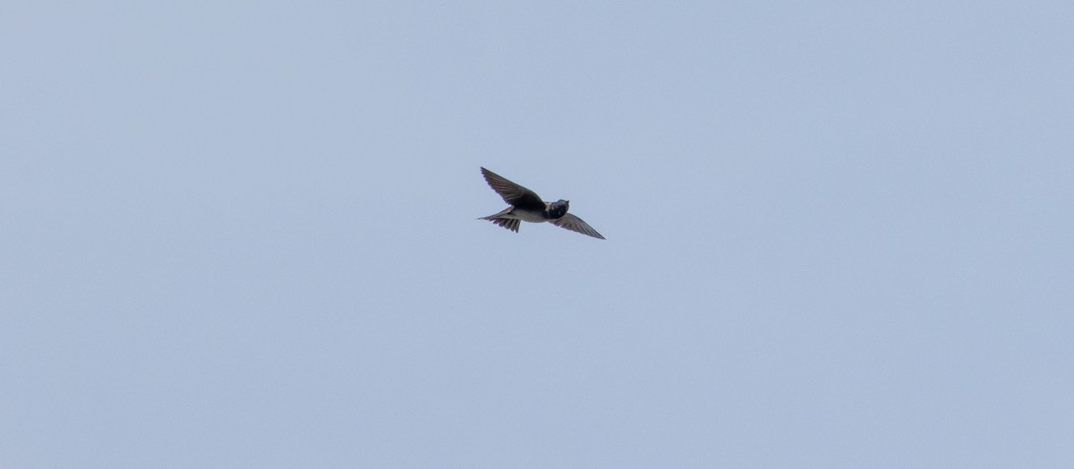 Purple Martin - ML637529542