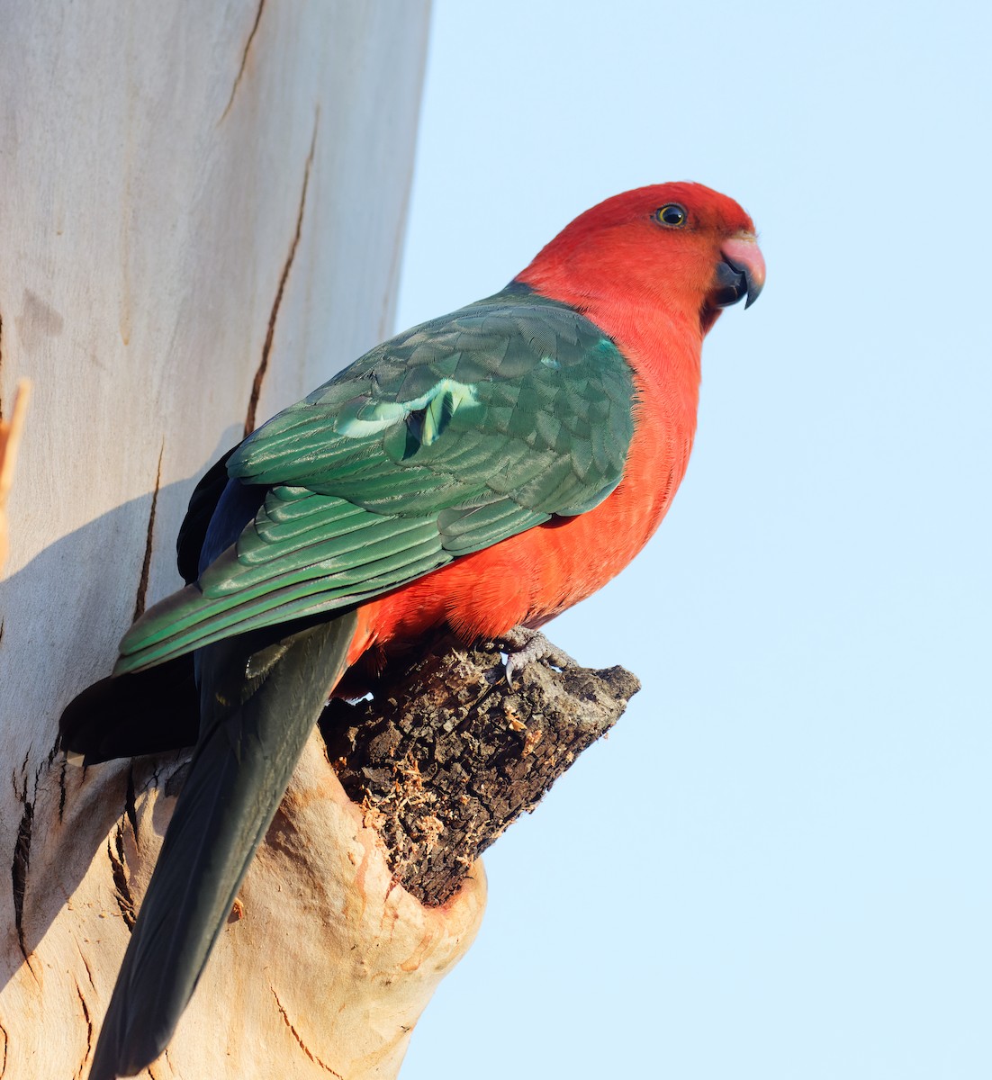 Australian King-Parrot - ML637529543