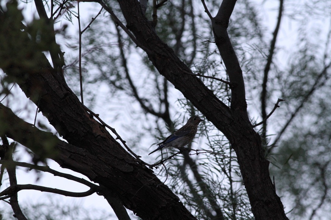 Eastern Bluebird - ML637529545