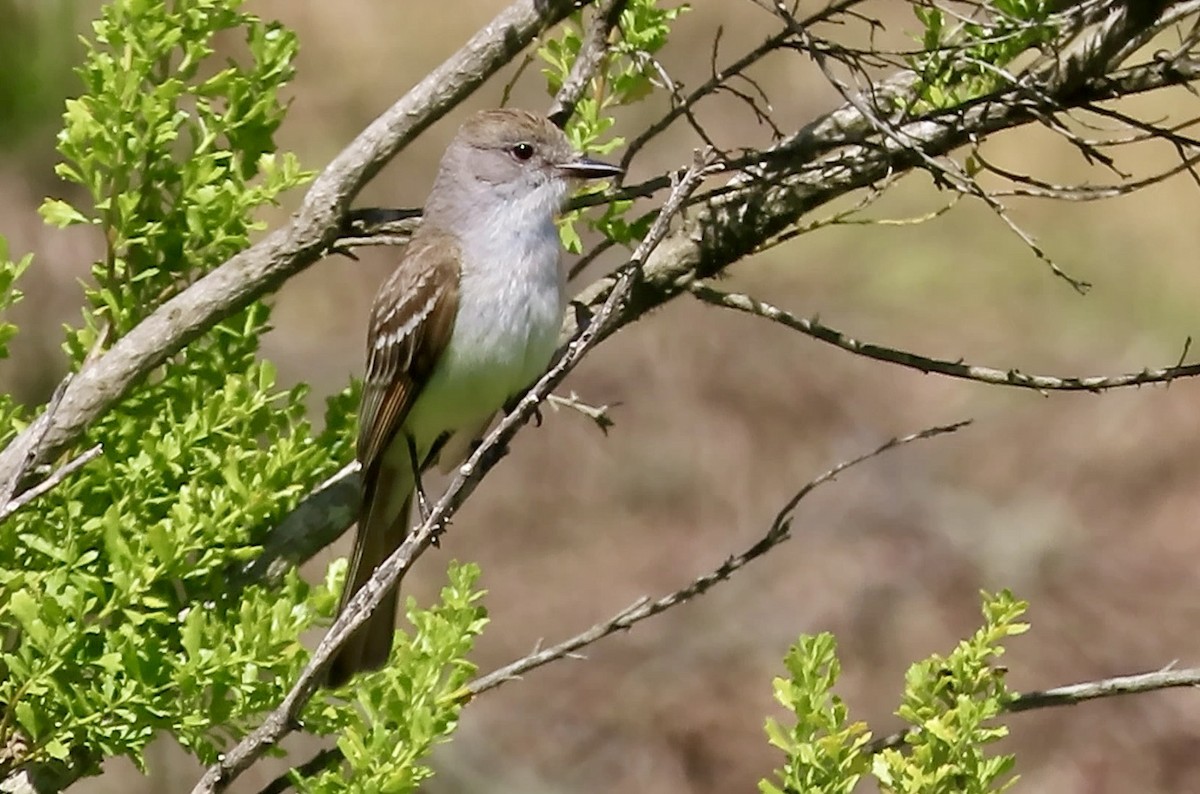 Ash-throated Flycatcher - ML637529546