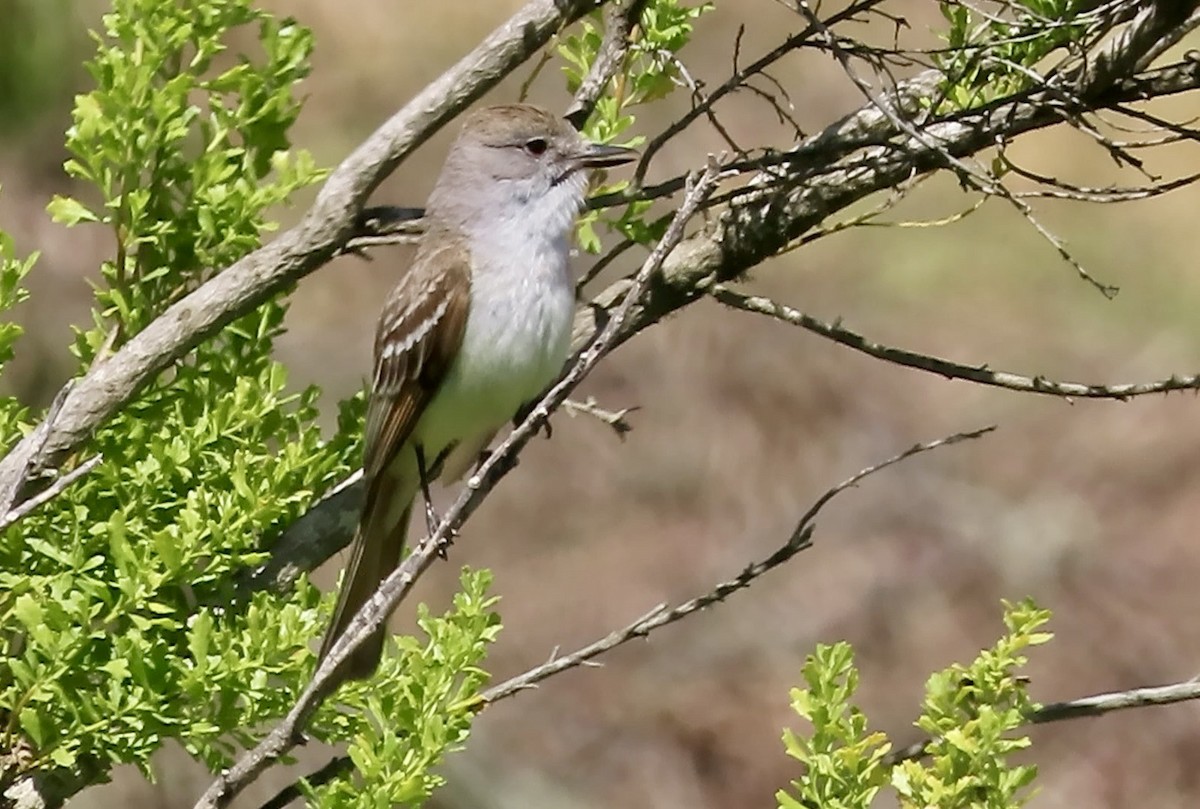 Ash-throated Flycatcher - ML637529552