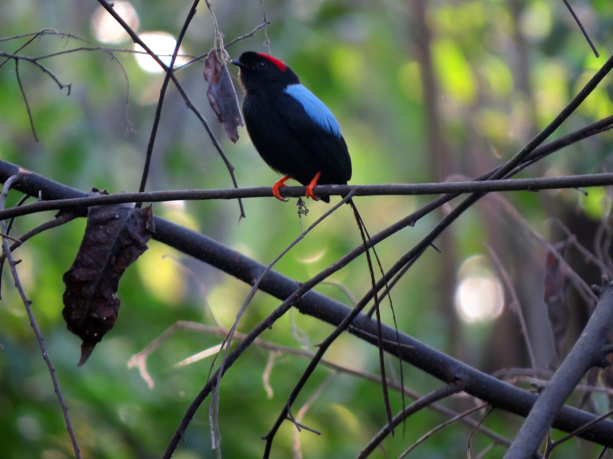 Long-tailed Manakin - ML637529555