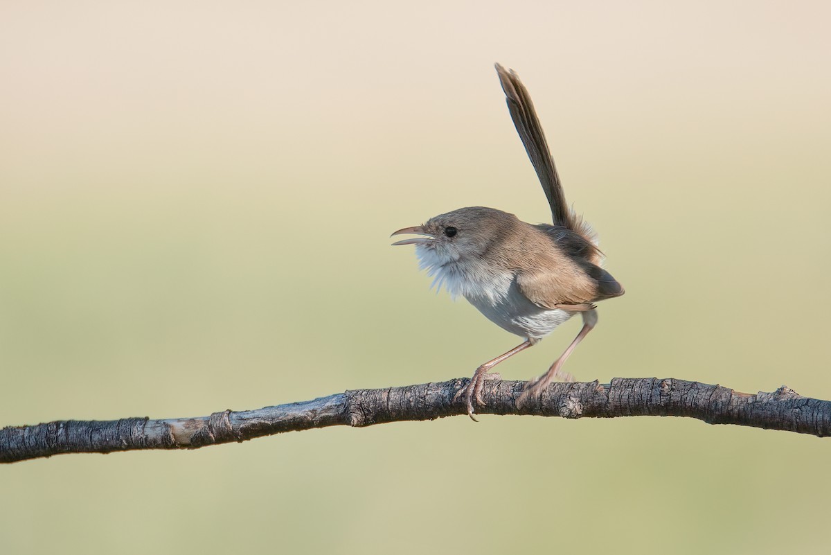 White-winged Fairywren (Blue-and-white) - ML637529559