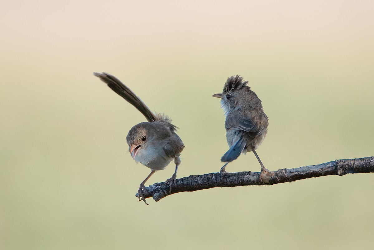 White-winged Fairywren (Blue-and-white) - ML637529560