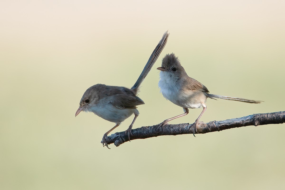 White-winged Fairywren (Blue-and-white) - ML637529561