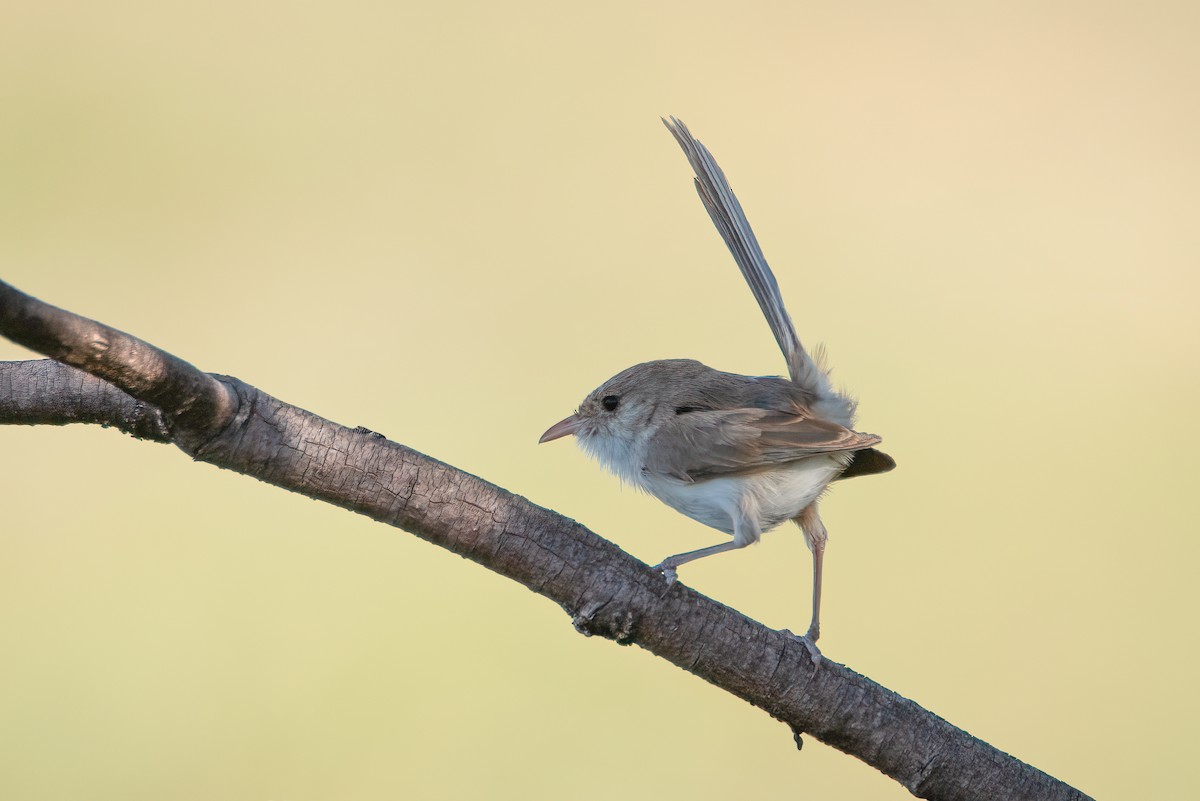White-winged Fairywren (Blue-and-white) - ML637529562