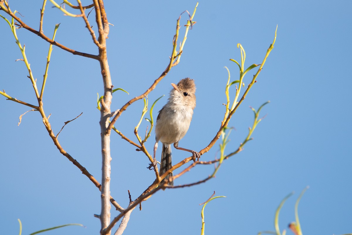 White-winged Fairywren (Blue-and-white) - ML637529563